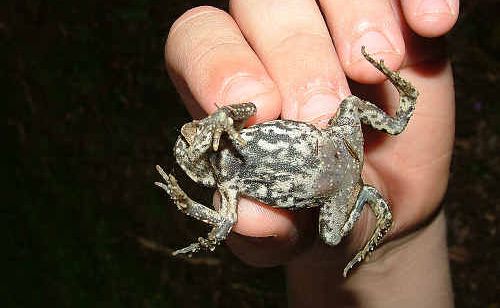 THE five-legged toad Jacob and Izaac Briggs discovered in their back yard last Saturday. THE five-legged toad Jacob and Izaac Briggs discovered in their back yard last Saturday.